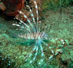 Elegant Lionfish. Rasch Passage, Madang, Papua New Guinea... by Jan Messersmith 